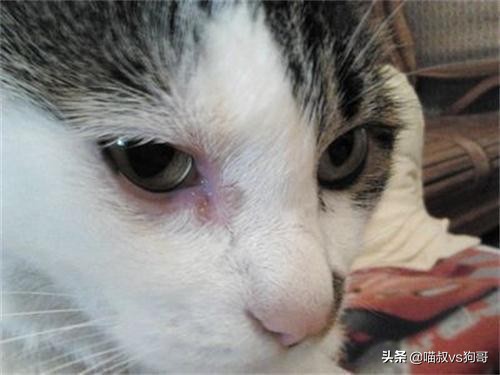 猫咪患上猫鼻支症状,猫咪眼睑炎的6大表现症状