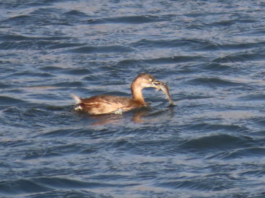 12倍光学变焦数码相机拍摄效果,10倍光学变焦相机拍照片
