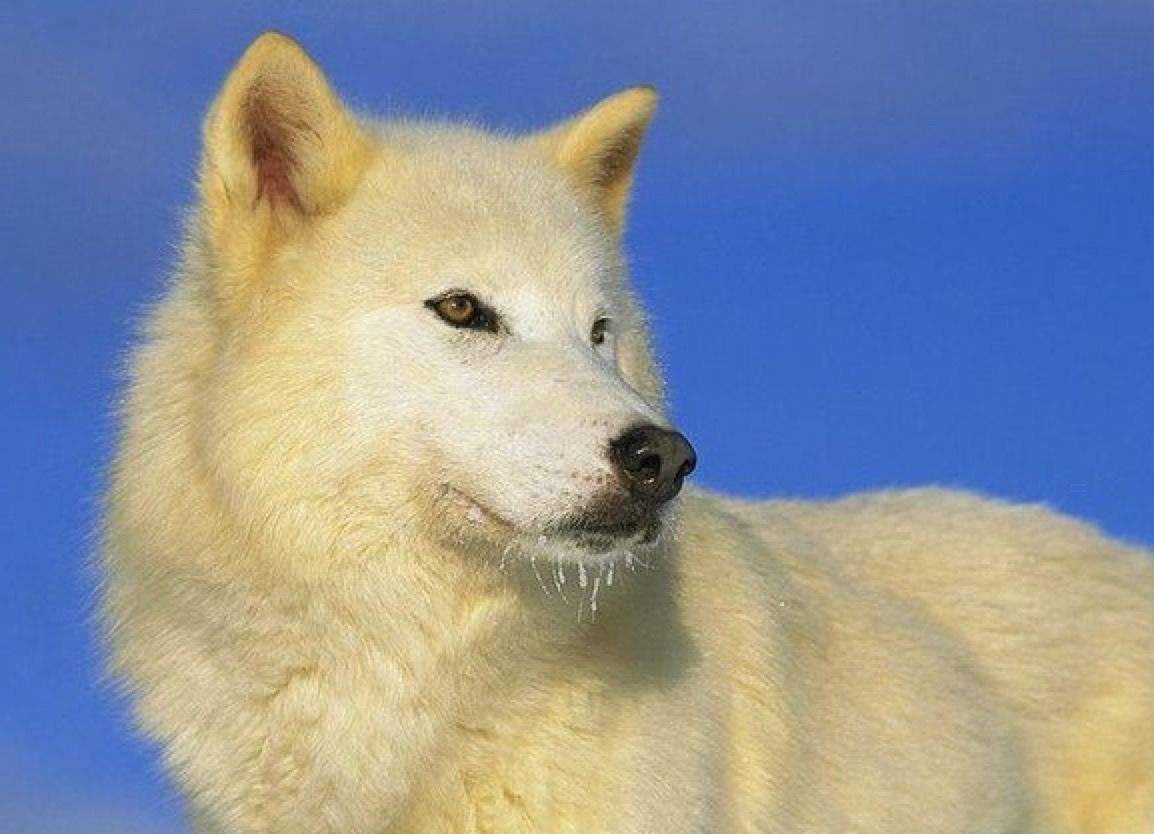 狼图腾大揭秘,狼图腾狼行天下