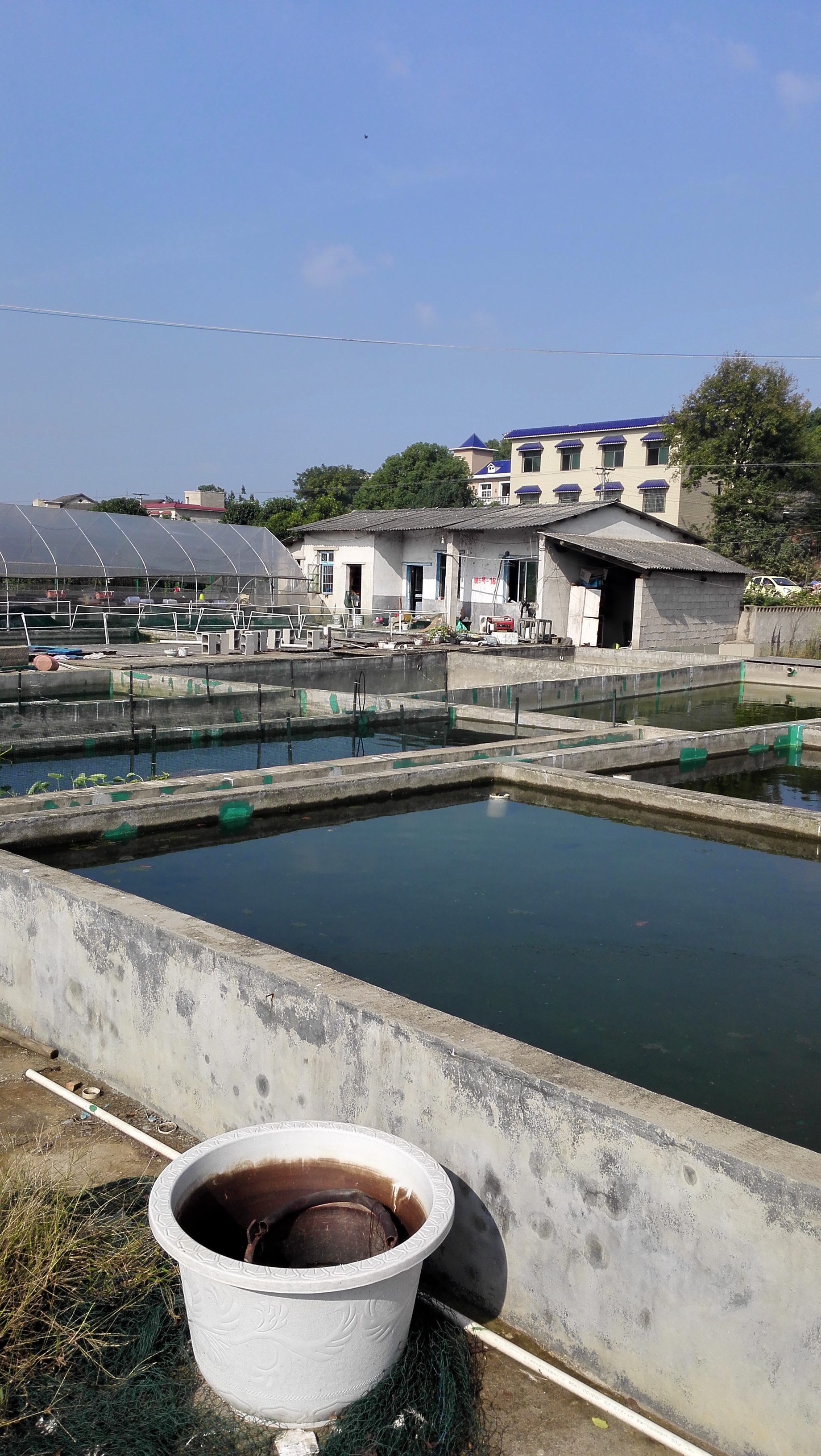 湖南最好的锦鲤养殖基地,湘潭锦鲤养殖
