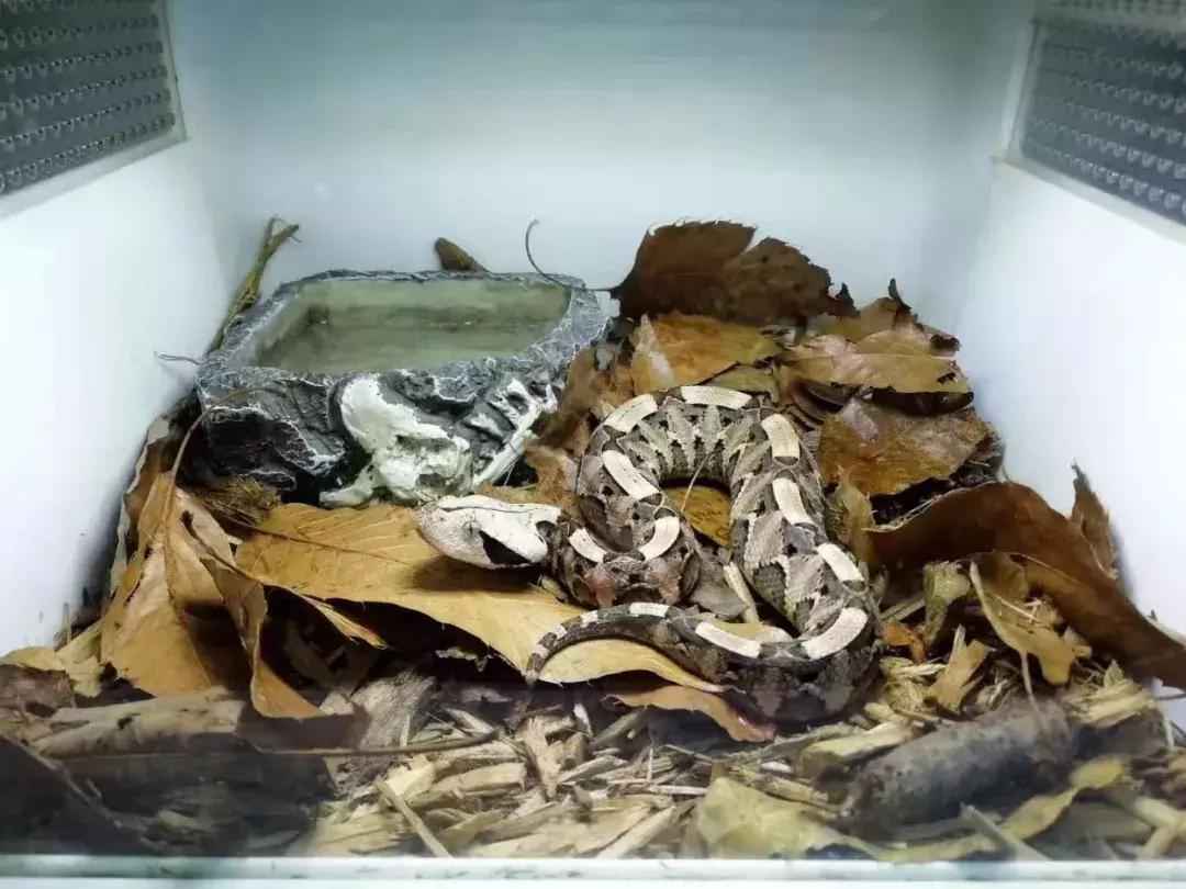 如何让观赏蛇类在人工环境下住得幸福