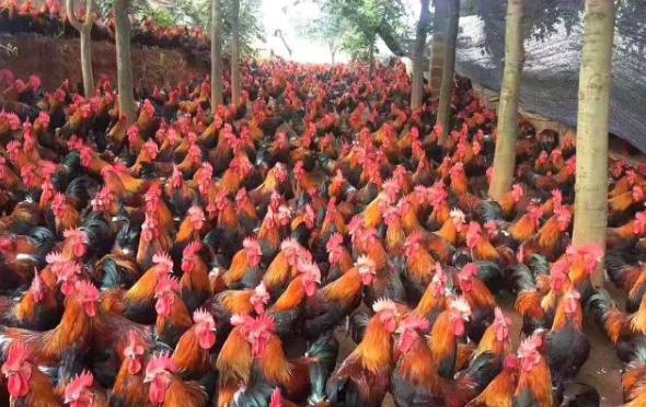 治鸡啄癖方法,怎么除鸡啄癖