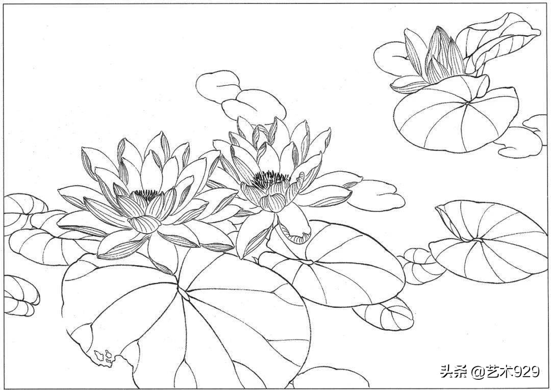 适合初学者的荷花白描画稿,荷花小品实用白描画稿