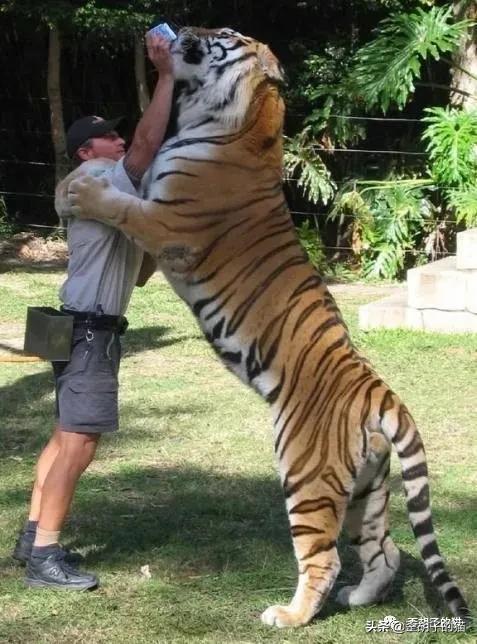 捏住老虎后颈就不敢动了,捏住老虎后颈肉会怎样