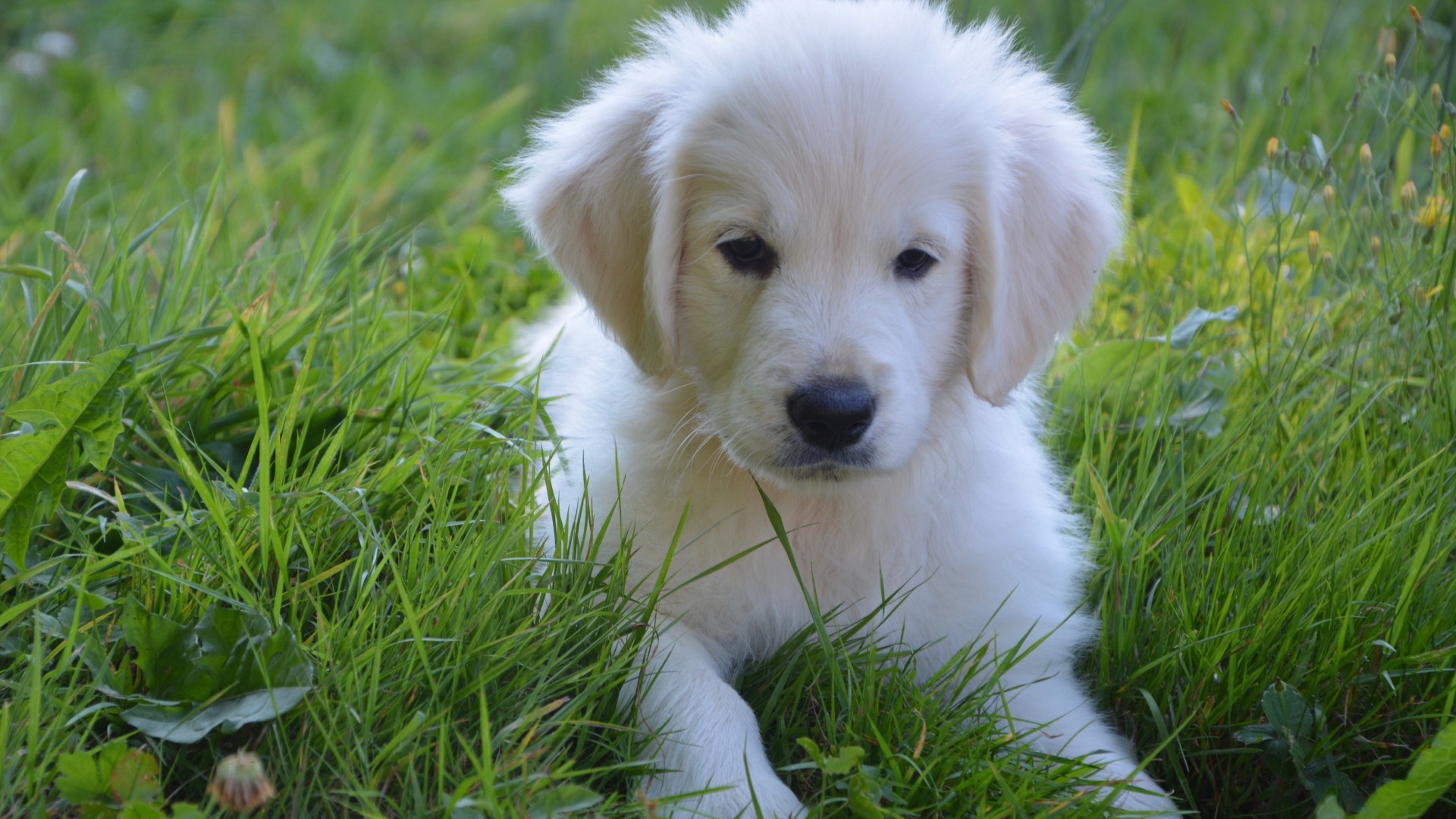 狗狗鼻头不黑了是什么原因,狗狗的鼻子为什么一直不黑