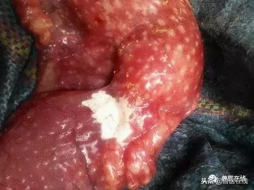 母猪胎衣怎么看病情,如何通过猪胎衣判断疾病