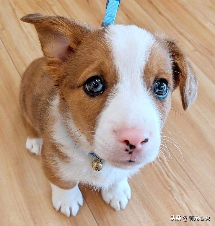 串串狗到底是什么品种的狗狗,什么品种的串串狗最可爱