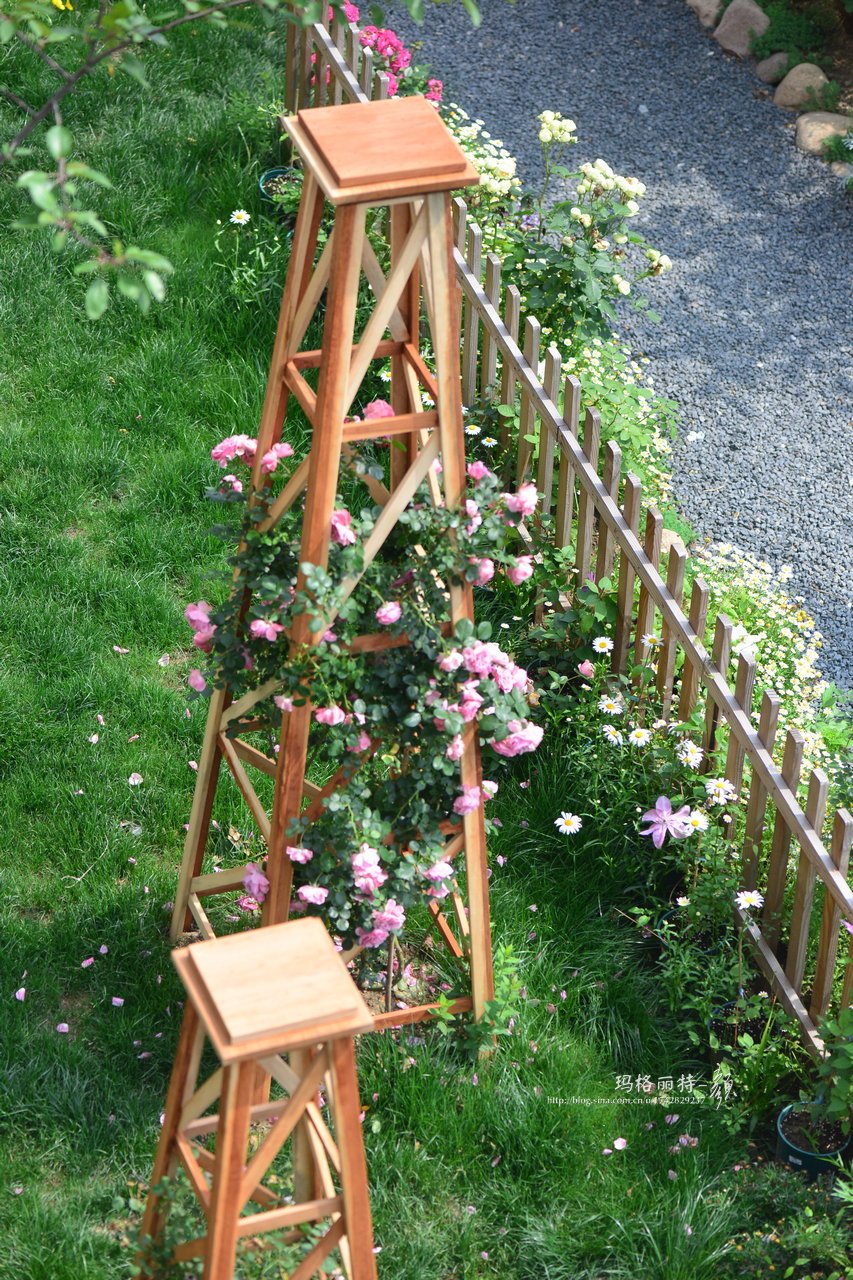 爬藤植物怎么牵引造型,爬藤植物是怎么爬藤的