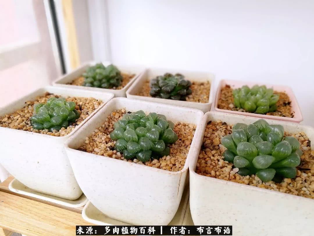 多肉的真实生活感悟,多肉的生活感悟