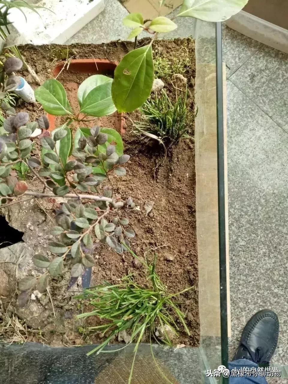 丛林造景黄缘龟池设计图大全,龟宝宝黄缘龟生态缸造景教程