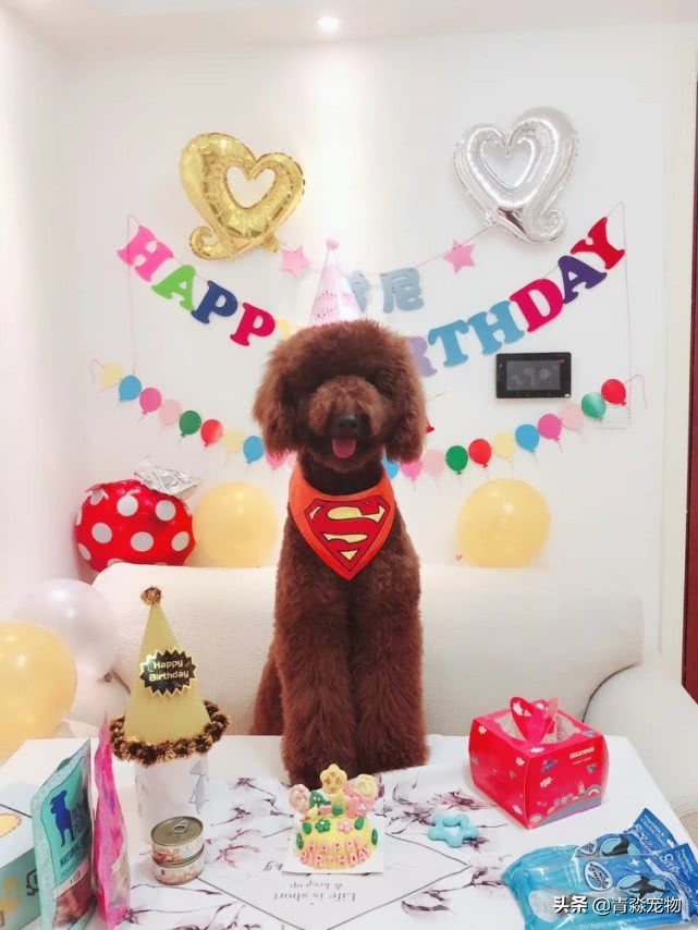 泰迪狗狗牙结石怎么去除,泰迪牙结石怎么去除