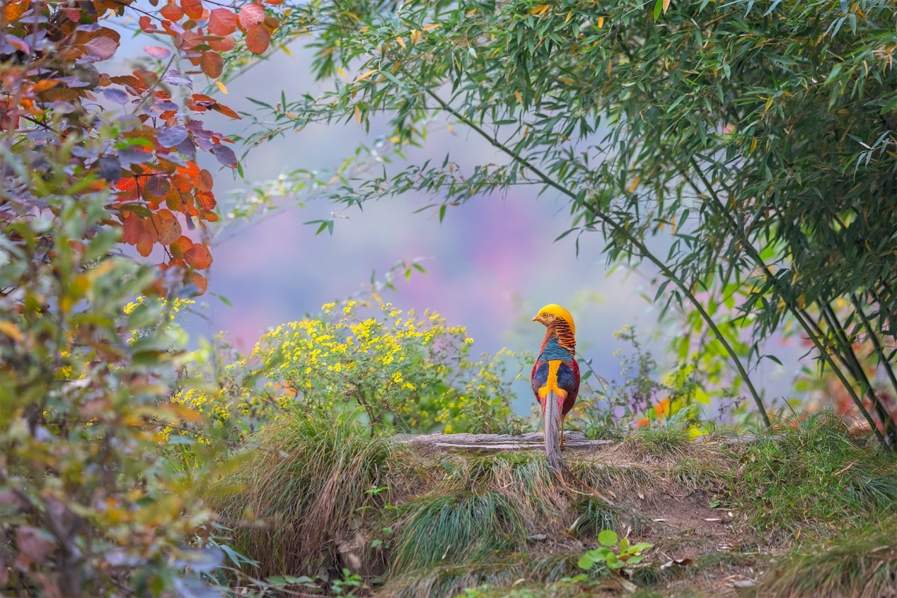 佳能r5和r5哪个更适合拍鸟,佳能eosr5适合拍鸟吗