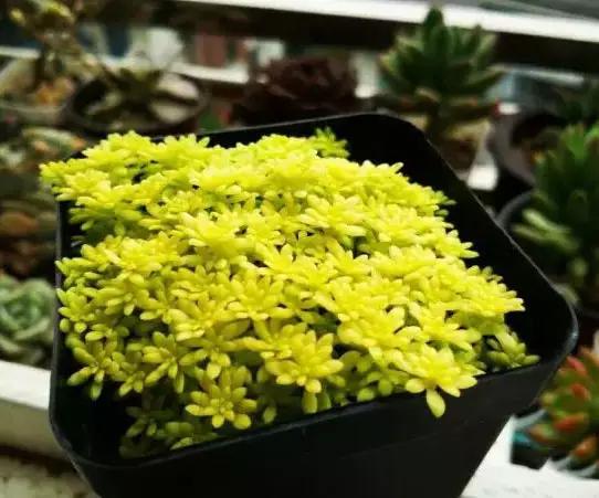 推荐轻松玩转100种常见多肉植物,700种多肉植物图鉴pdf百度云