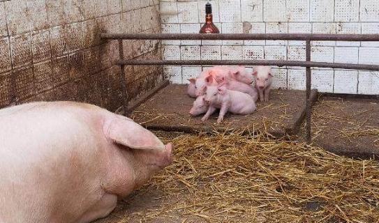 母猪下崽三天就开始死是什么原因,母猪产仔下来就死了是怎么回事