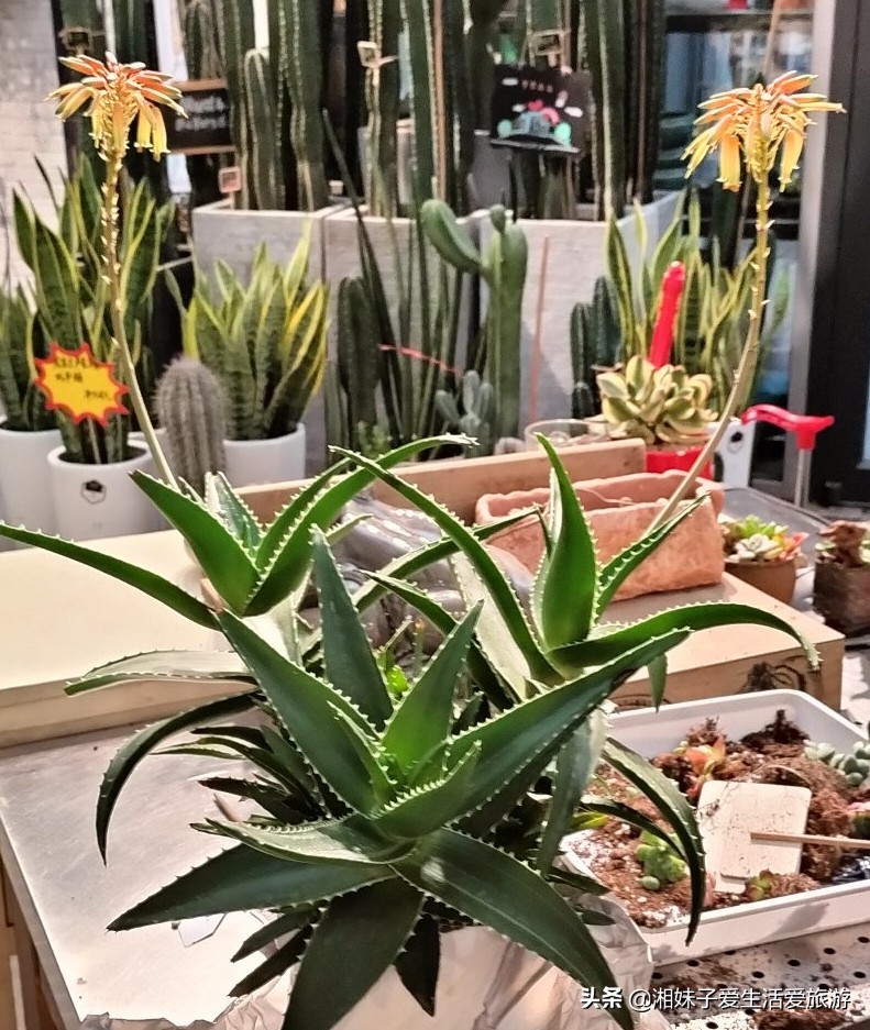 我养的芦荟为什么会开花,芦荟开花是芦荟要老了吗