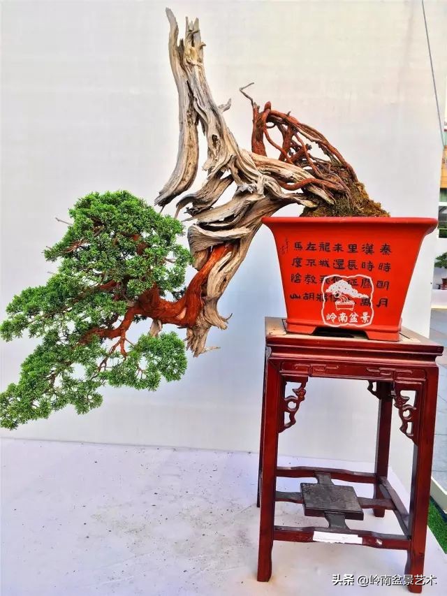 鎮礀缁濆閫㈢敓,鎮礀鐩嗘櫙澶у叏