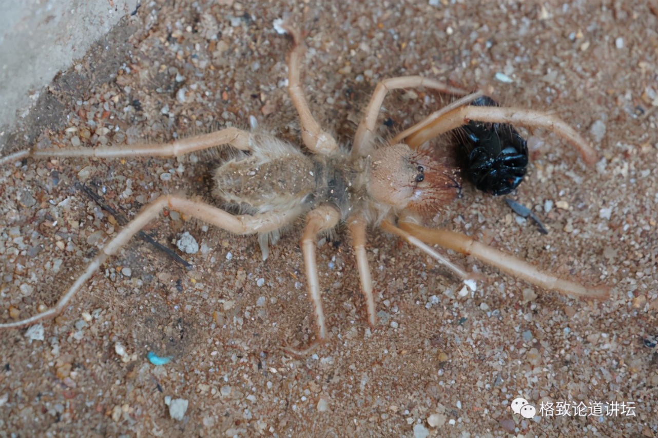 被称为“非洲最强挖掘机”的它，挖洞速度比6个人还快