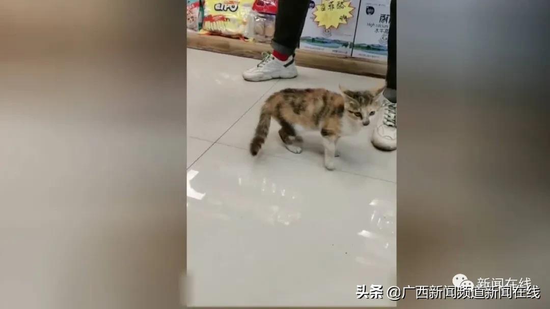 男子当街踢死小猫确认死亡后离开,广西男子一脚踢死小猫后续
