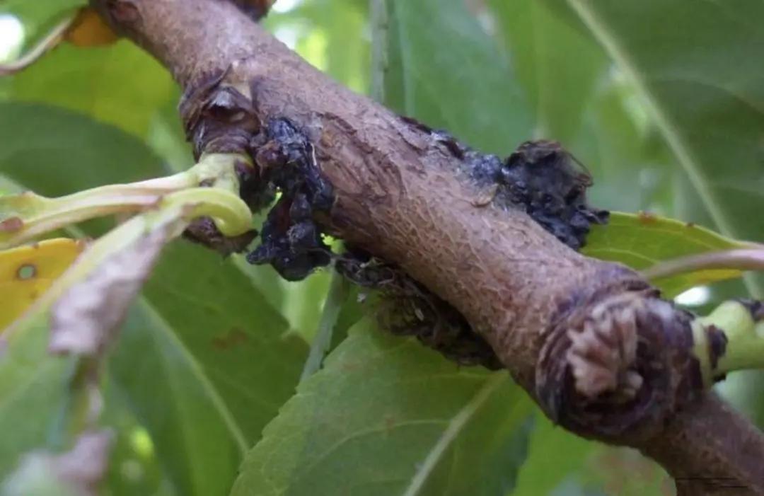 李子高温落果严重怎么办,李子结果后会发黄掉落什么原因