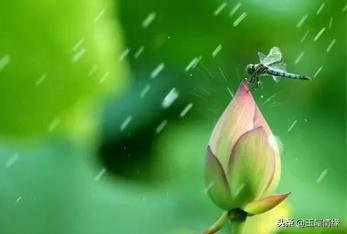 椋庤嵎鑺辫,椋庤嵎鐩告亱