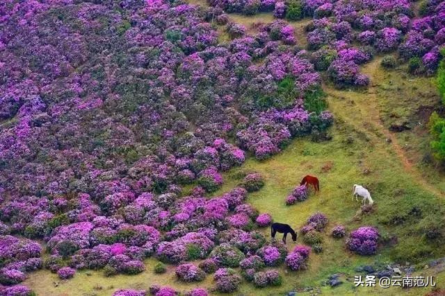 昆明周边五一去哪里,五一昆明周边搭帐篷