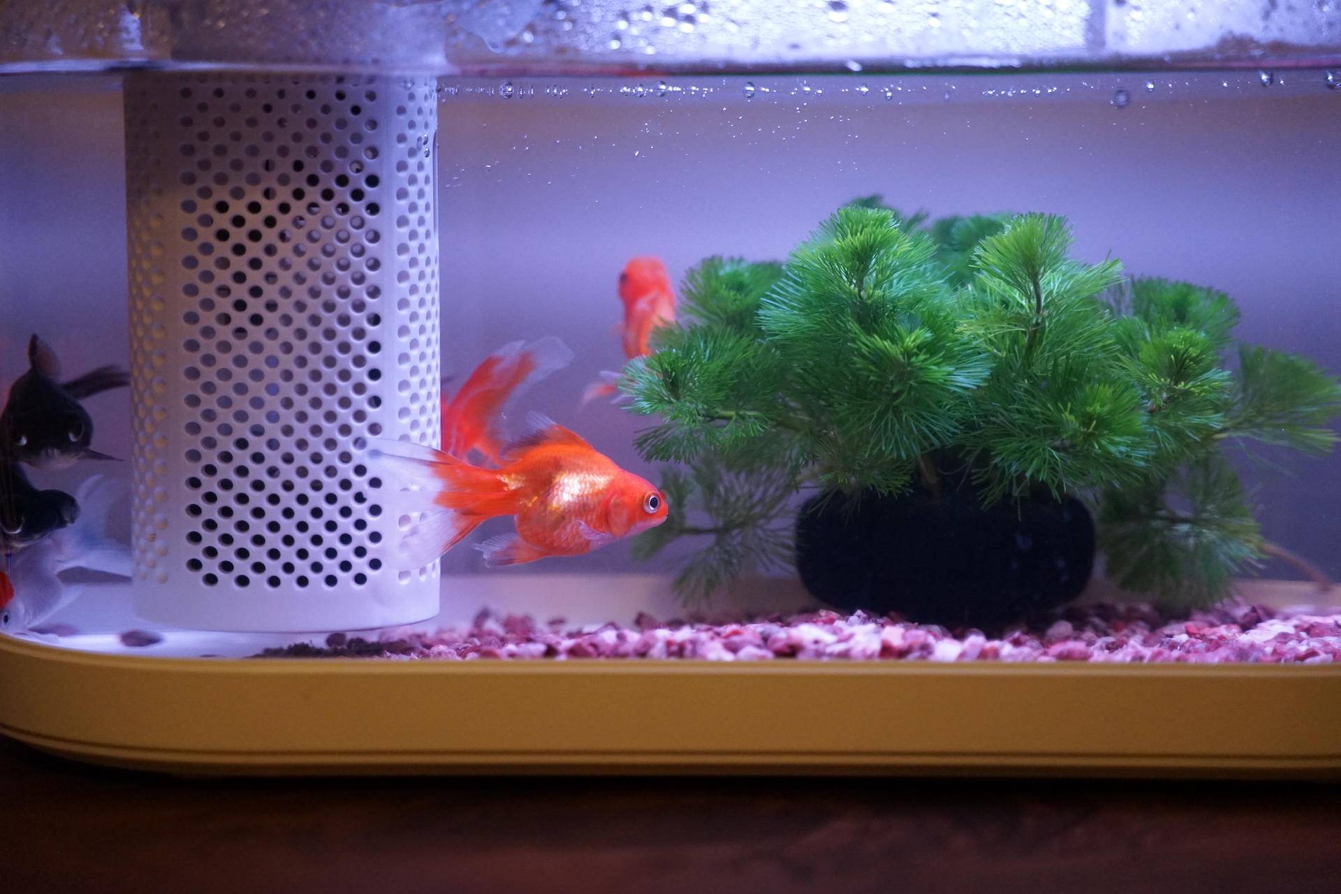 画法几何智能鱼缸开缸,画法几何最新智能模块化鱼缸评测