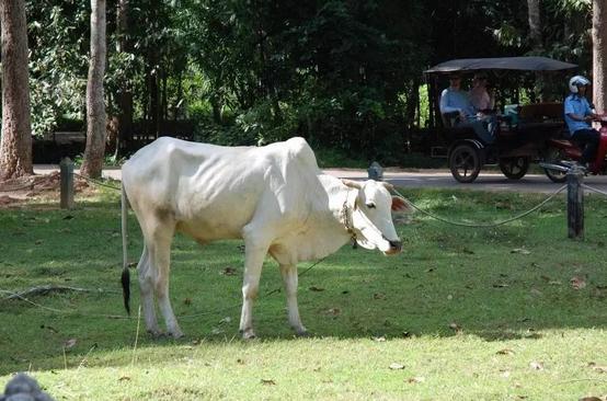 牛不吃料越来越瘦怎么办,牛不长肉还越来越瘦