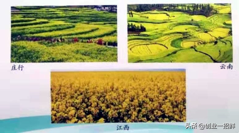 农村创业致富的好项目,农村近期靠什么致富创业