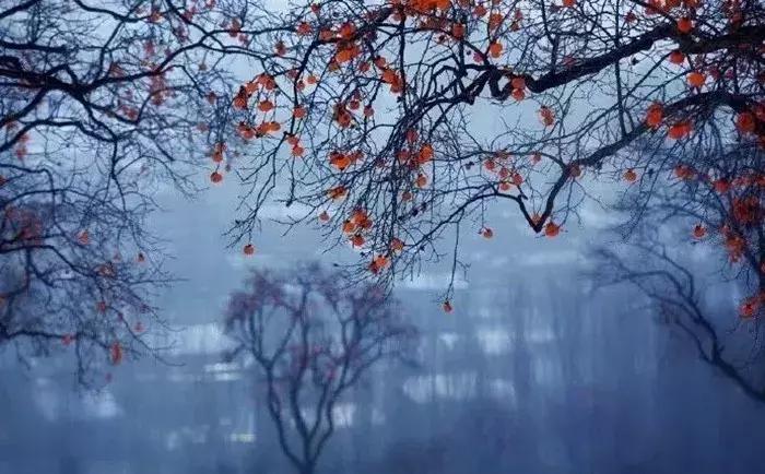 柿子熟了美文赏析,柿子熟了美图100张