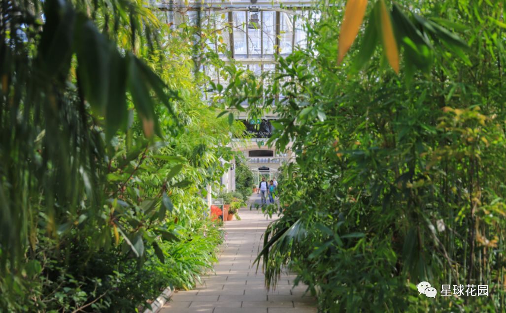 二木带你游花园|邱园（kewgarden）离我们到底有多远？