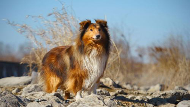 苏牧购买,哪里可以买到正宗的苏牧