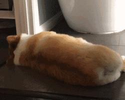 小区狗狗随处大小便怎么办,怎么让狗狗不随地大小便教程