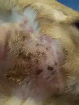 狗狗不同品种颜色分类,狗狗不同的类型有哪些特点