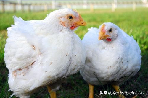 禽腺病毒治疗方法,实用禽病防治指南