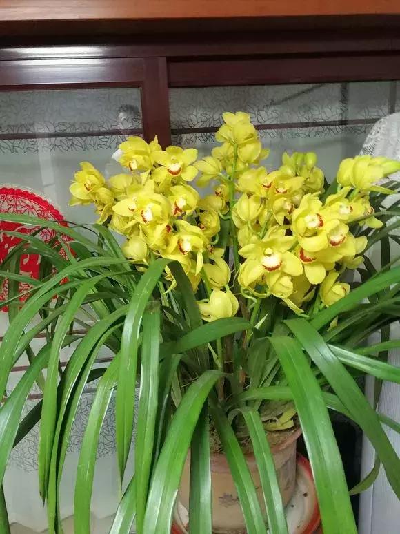 开花时间最长最香最好养的兰花,一年四季开花的兰花有几种