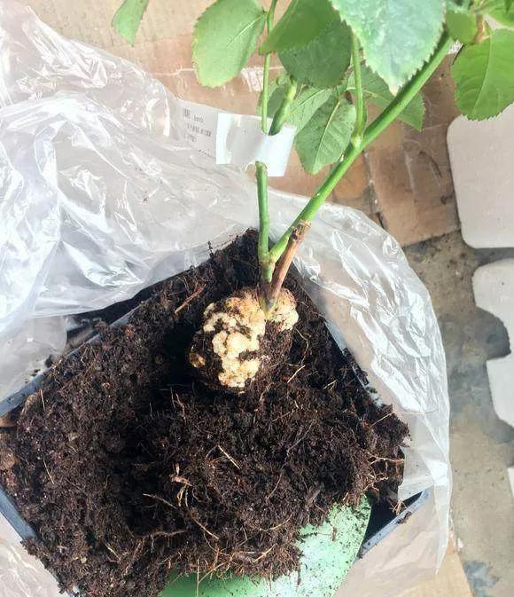 发现植物有烂根如何处理,发现植物有病害什么时候去治