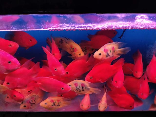 鱼缸里的腥味重是什么病因,鱼缸里的鱼腥