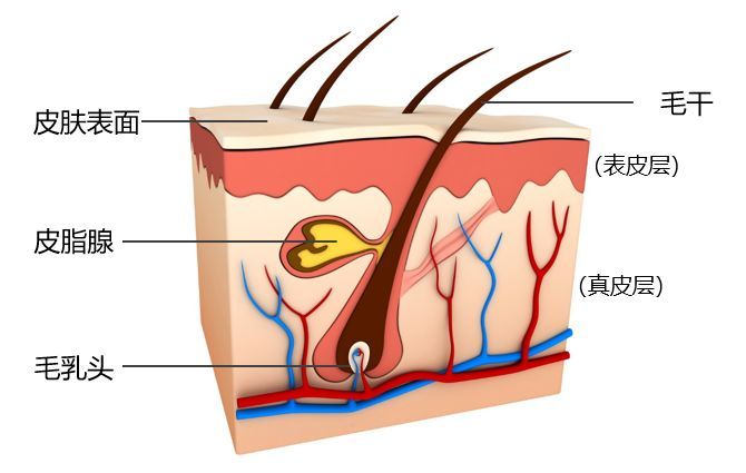 秃顶这件事就过不去了？两项新研究为治疗脱发带来新希望