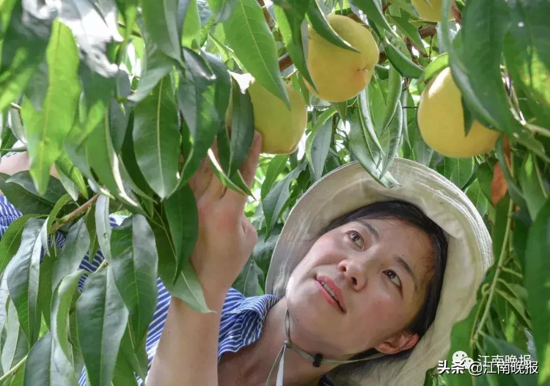 水蜜桃吃了不消化吗,水蜜桃吃了