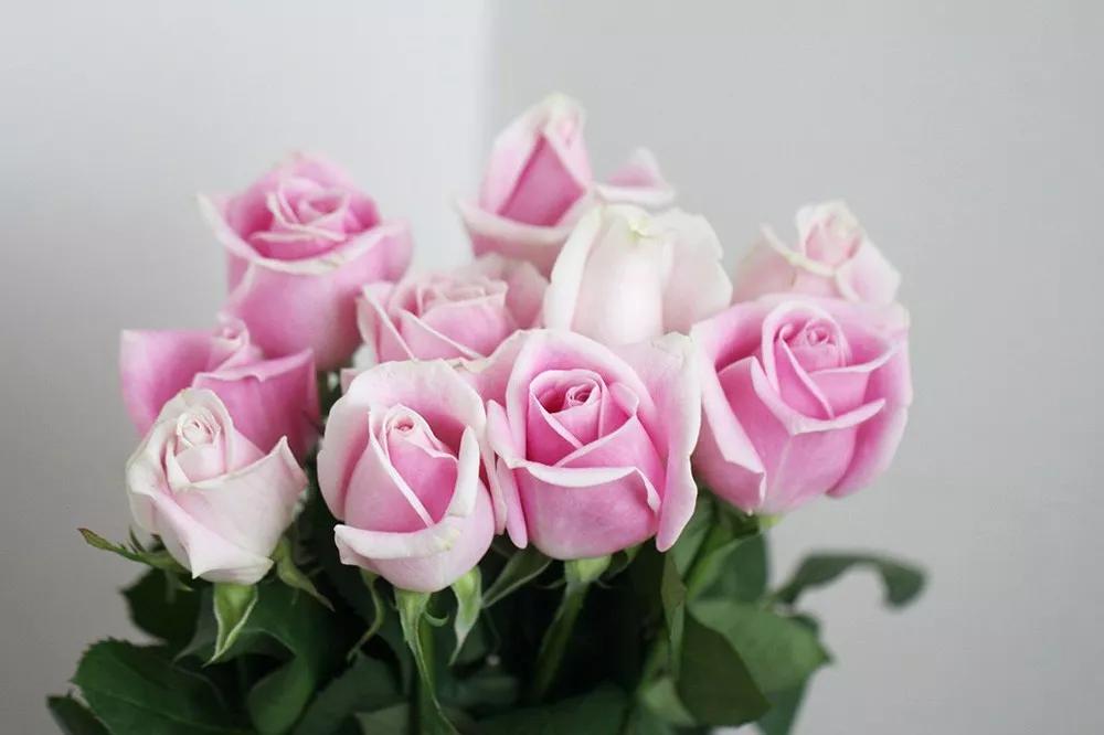 花店必备的5款玫瑰,鲜花图鉴一次性认识30种玫瑰花