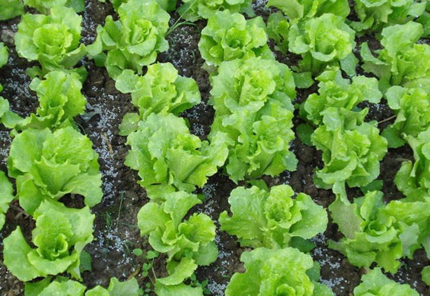 春季种植什么蔬菜好卖,反季节种什么蔬菜价格高