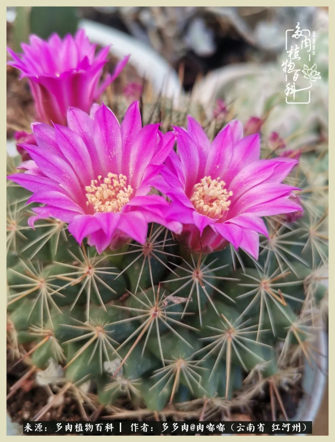 这个春天我们一起去赏花,这个季节我们一起去看花