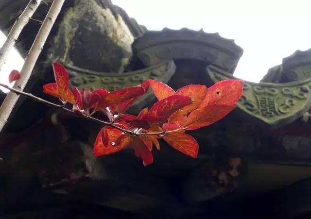 坐地铁可以去的苏州古镇,苏州古镇哪个交通方便又值得去