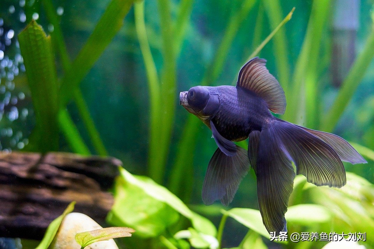 金鱼失鳔的原因及治疗方法,金鱼失鳔翻肚的治疗