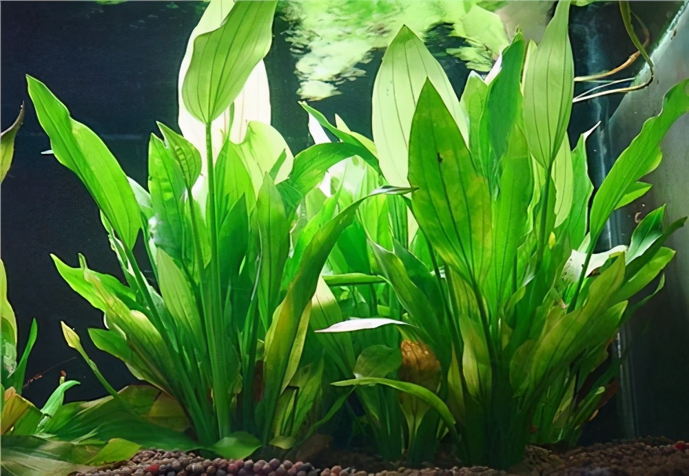 鱼缸养水草的主要作用是什么,鱼缸哪种水草好养养不死