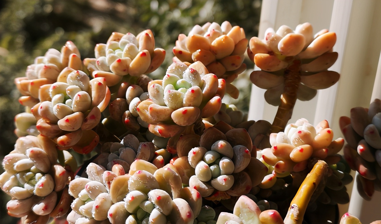 如何抢救叶子枯黄的植物,怎样救活多肉植物