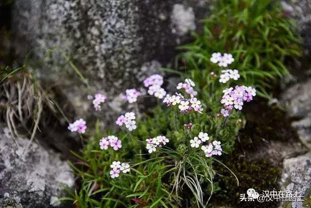 探秘汉中,汉中一村子窜入野生羚牛