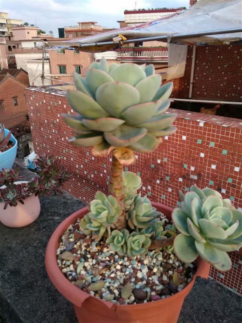 多肉老桩怎样养才粗壮,拇指盆多肉老桩