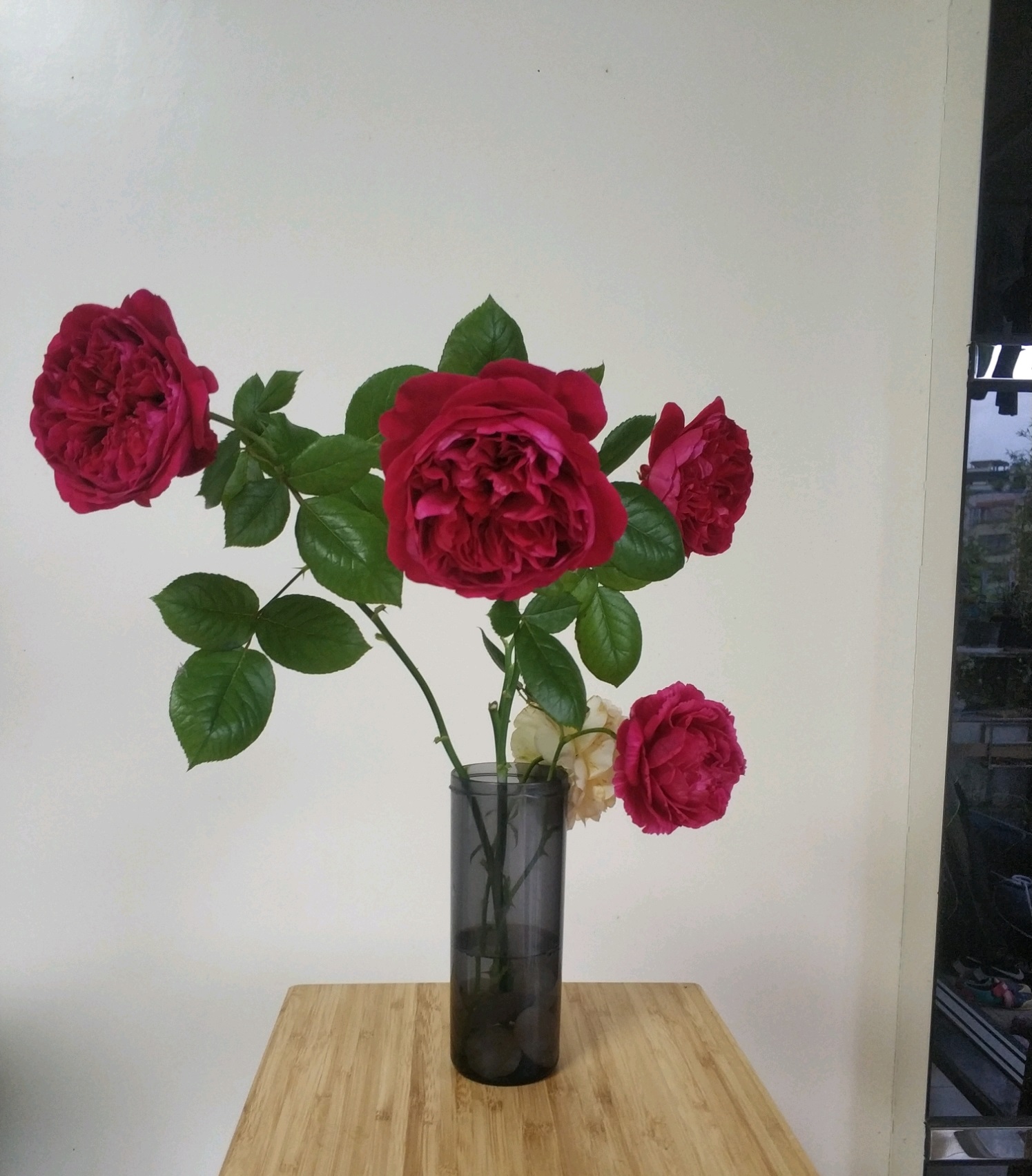 皇家胭脂和真彩230月季哪个好看,皇家胭脂月季花盆栽