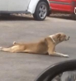 好好的猫咪突然瘸了是怎么回事,好好的猫突然掉了